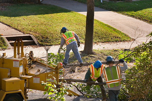 Professional  Tree Services in Eagle Point, OR